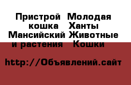 Пристрой! Молодая кошка - Ханты-Мансийский Животные и растения » Кошки   